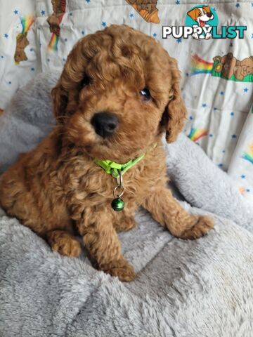 Toy poodle puppies