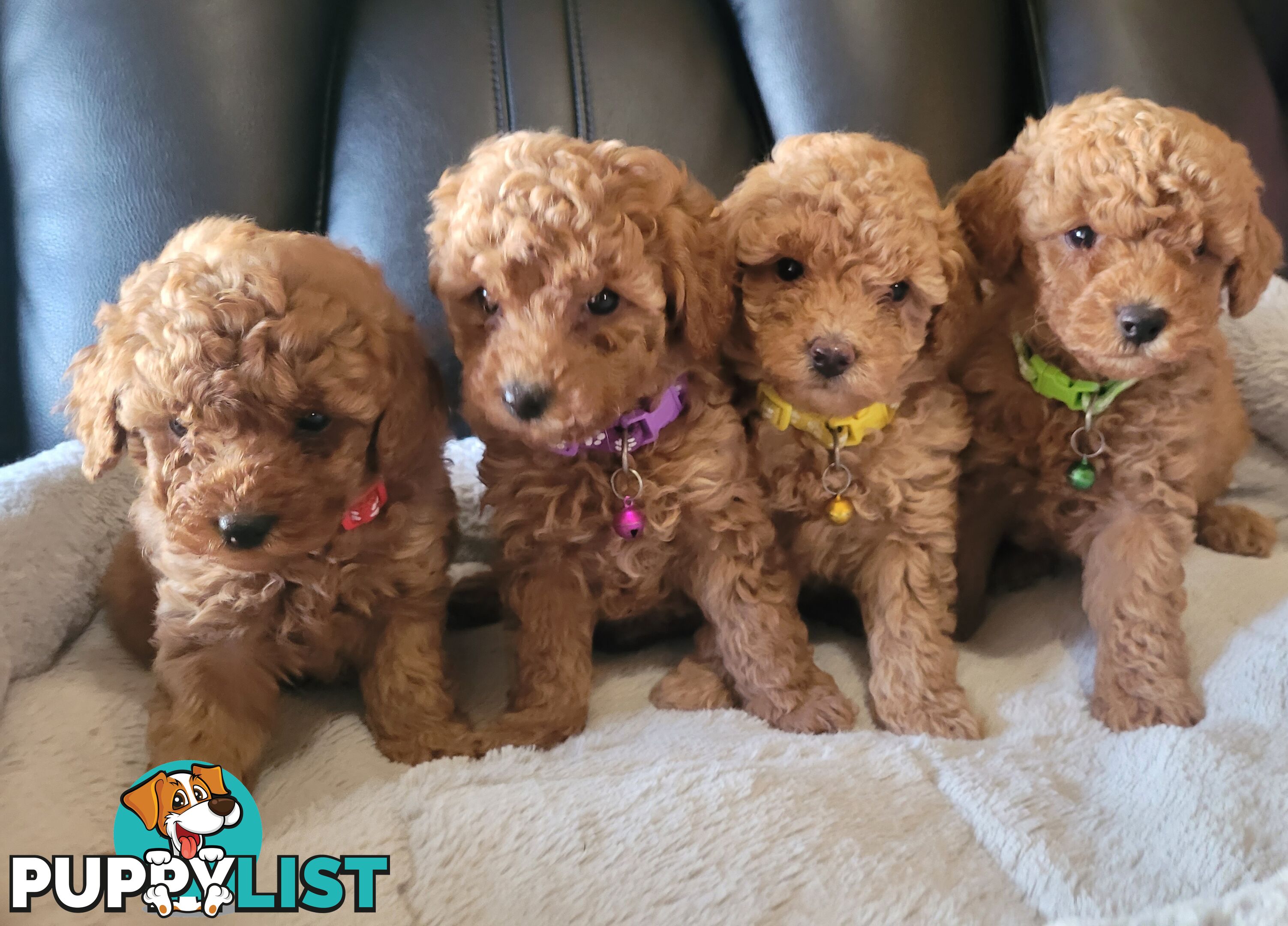 Toy poodle puppies