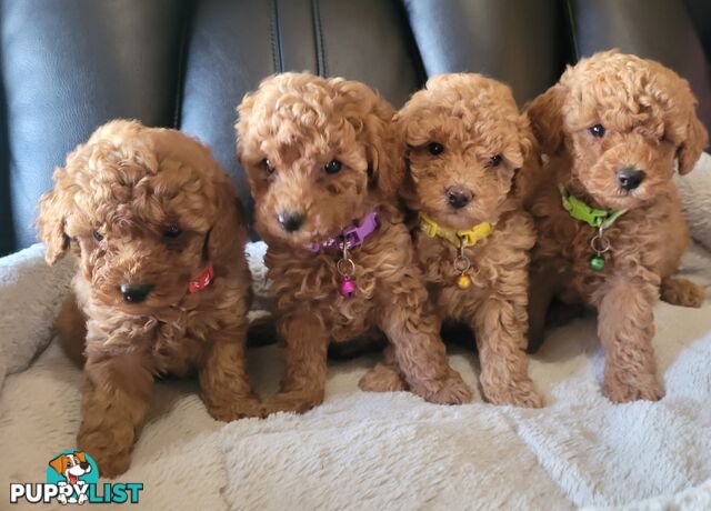 Toy poodle puppies