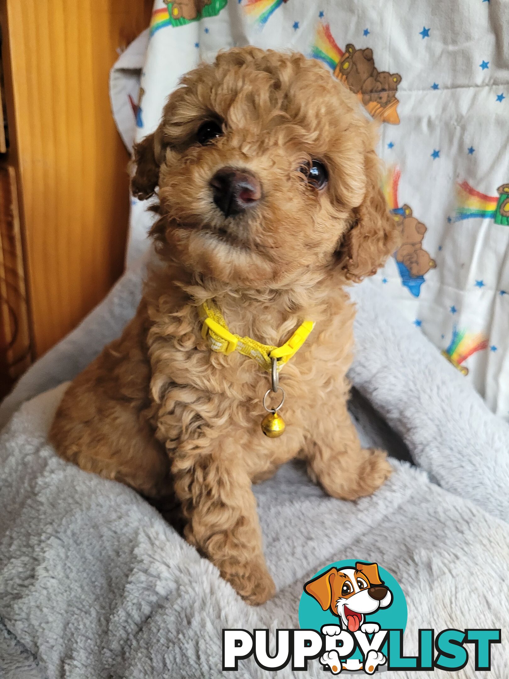 Toy poodle puppies