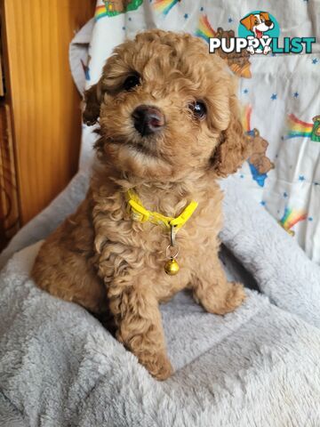 Toy poodle puppies