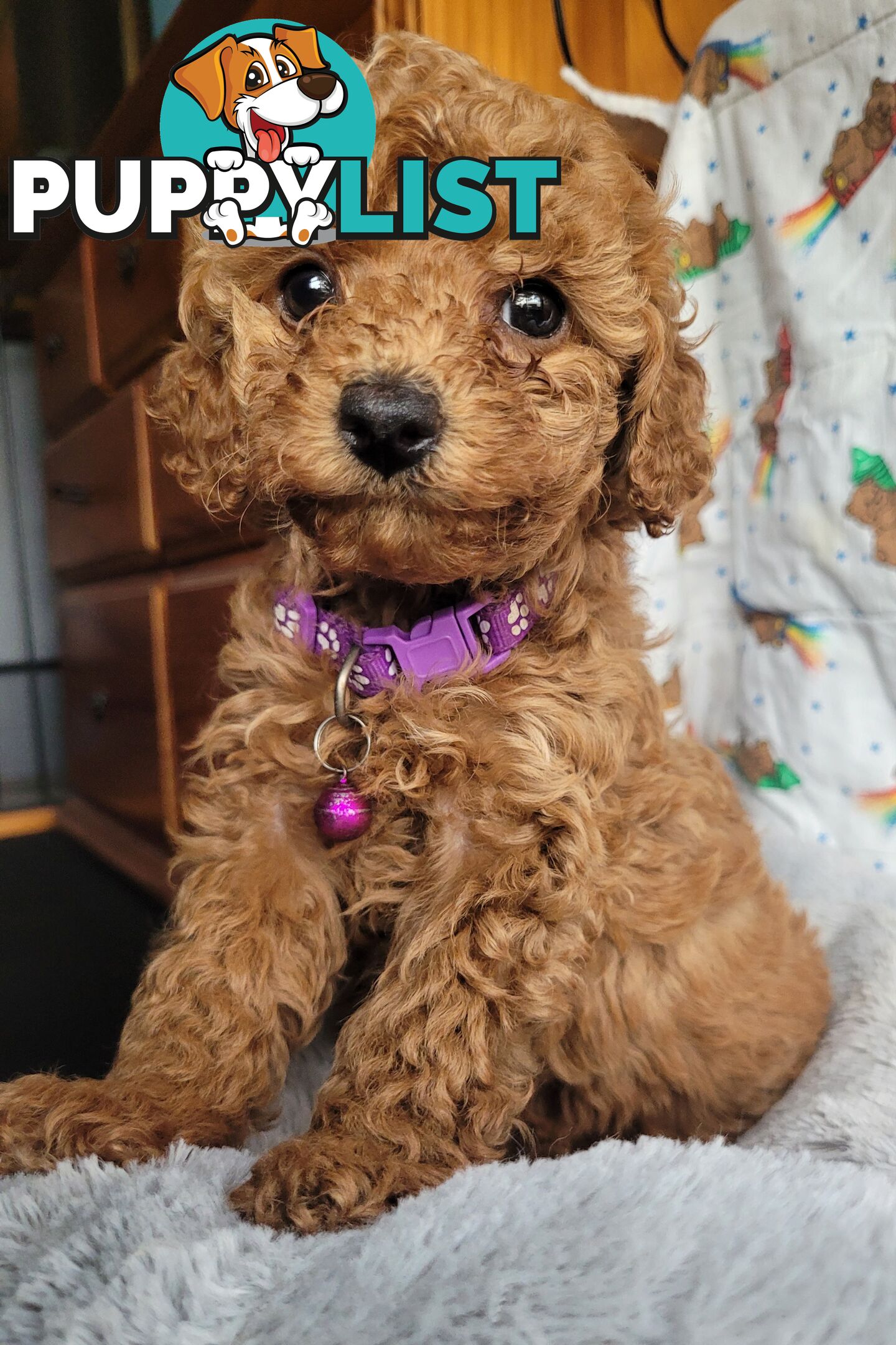 Toy poodle puppies