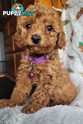 Toy poodle puppies