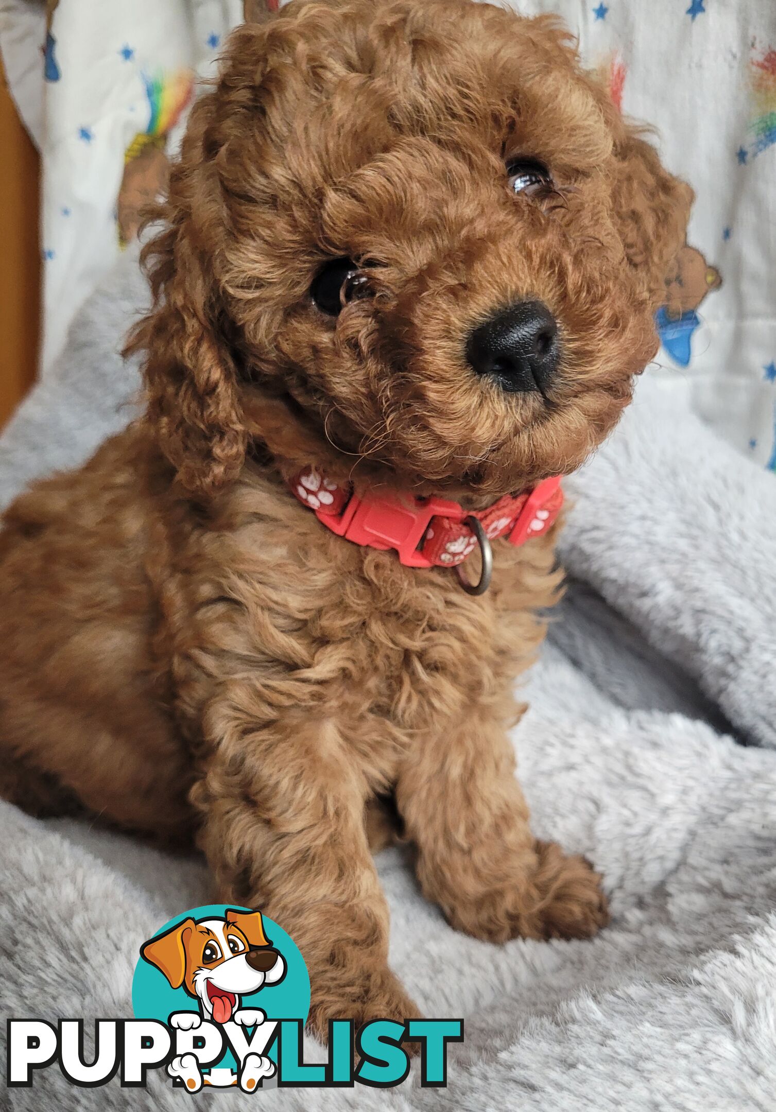 Toy poodle puppies