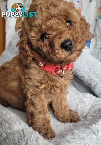 Toy poodle puppies