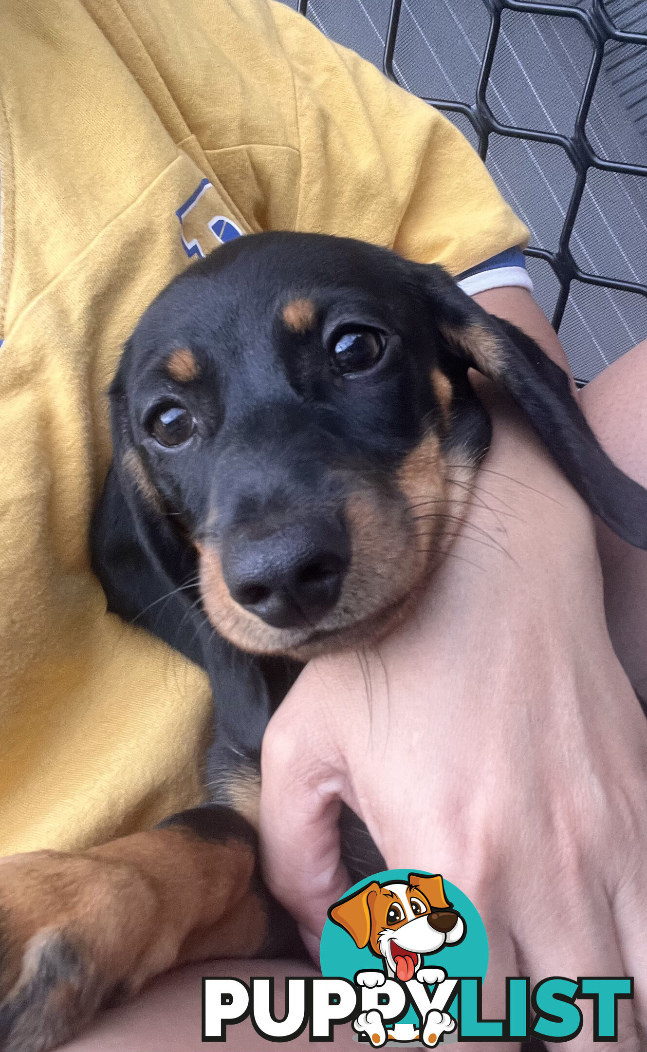 Gorgeous Females Dachshund Ready for a new home