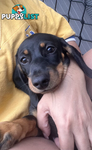 Gorgeous Females Dachshund Ready for a new home