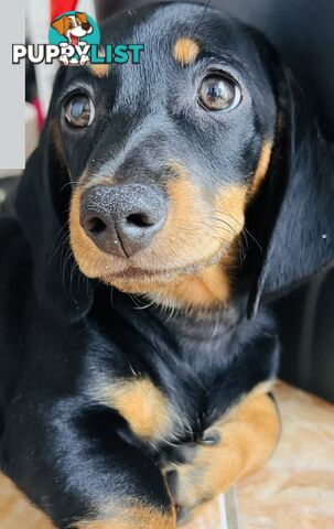 Gorgeous Females Dachshund Ready for a new home