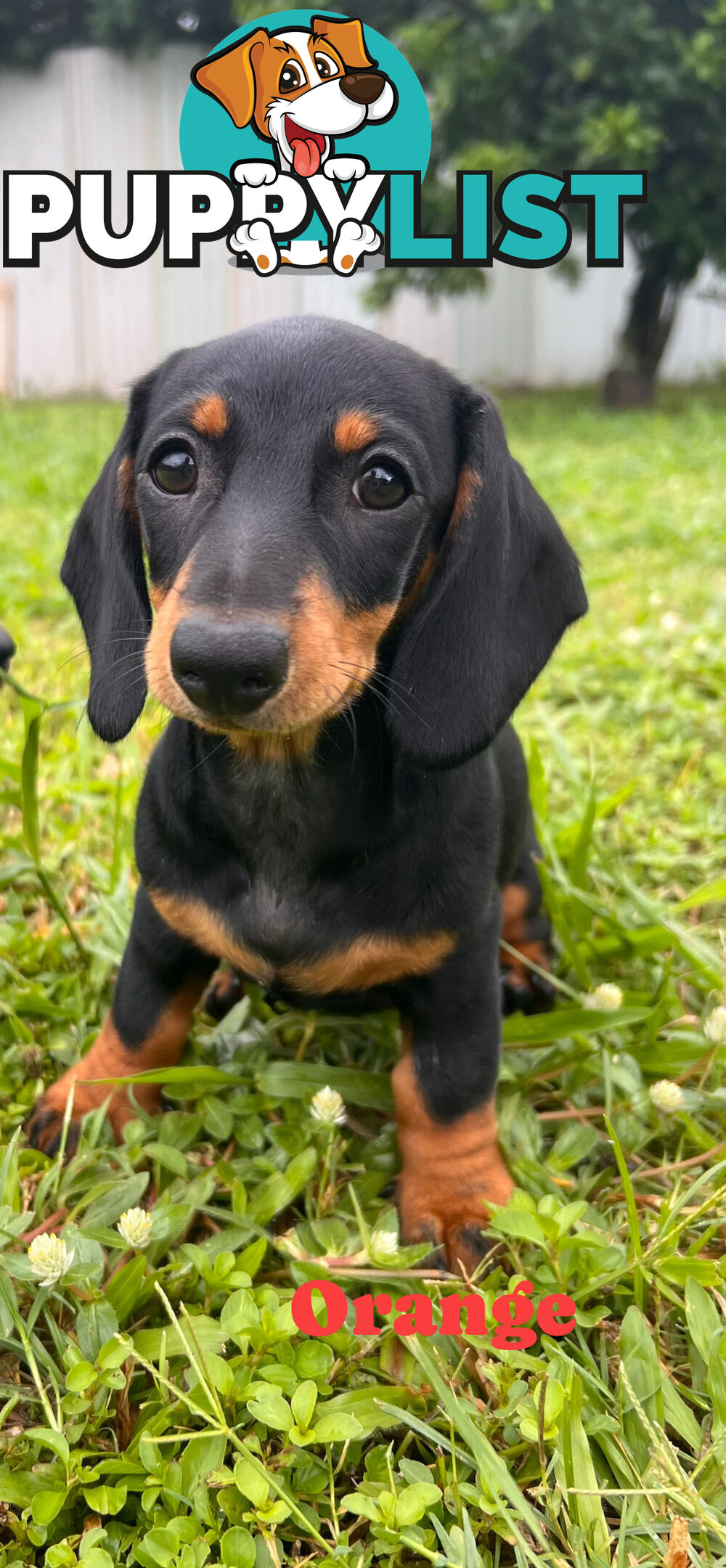 Gorgeous Females Dachshund Ready for a new home