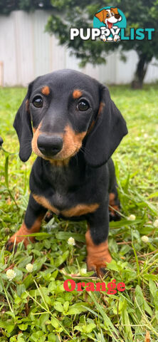 Gorgeous Females Dachshund Ready for a new home