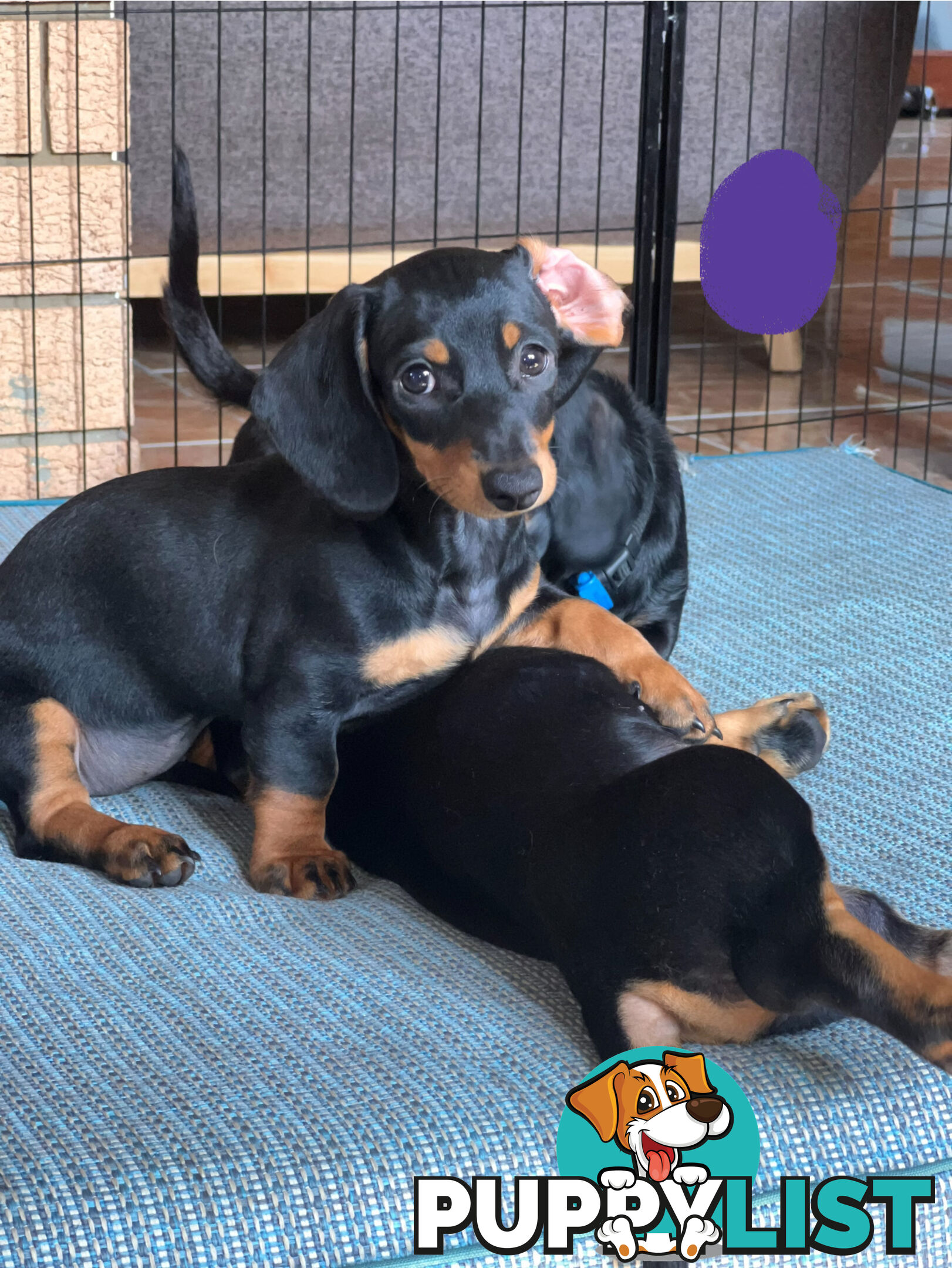 Gorgeous Females Dachshund Ready for a new home