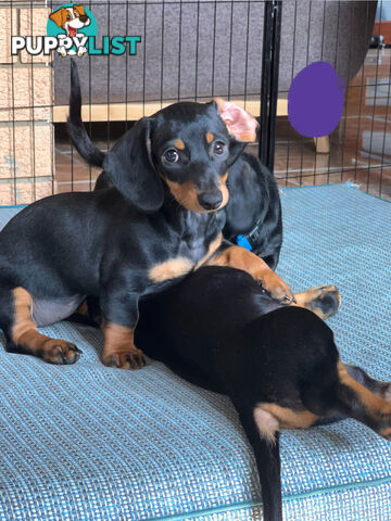 Gorgeous Females Dachshund Ready for a new home