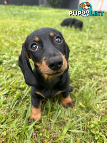 Gorgeous Females Dachshund Ready for a new home