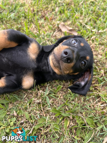 Gorgeous Females Dachshund Ready for a new home