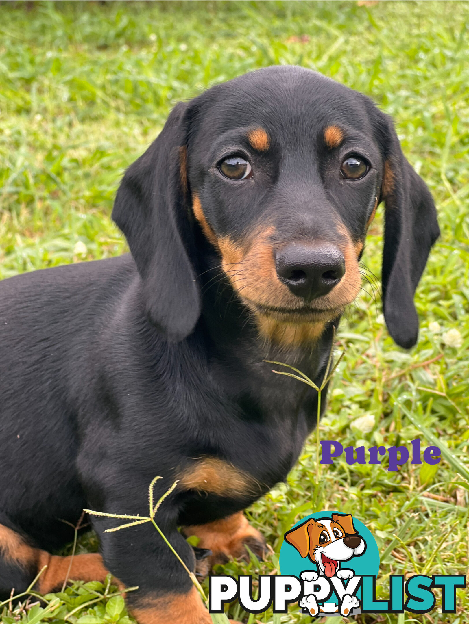 Gorgeous Females Dachshund Ready for a new home