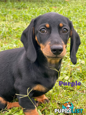 Gorgeous Females Dachshund Ready for a new home