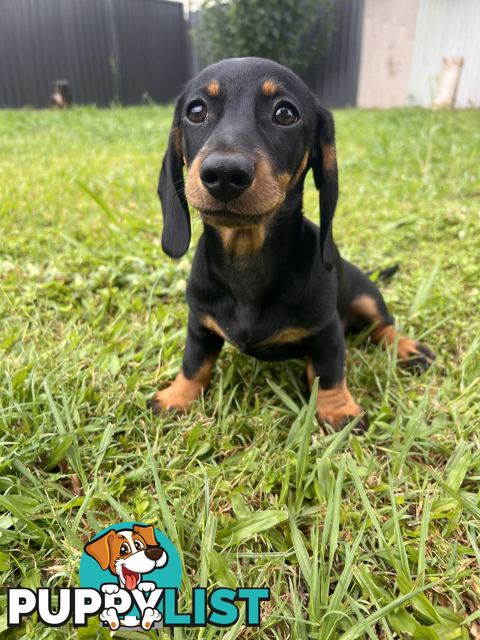 Gorgeous Females Dachshund Ready for a new home