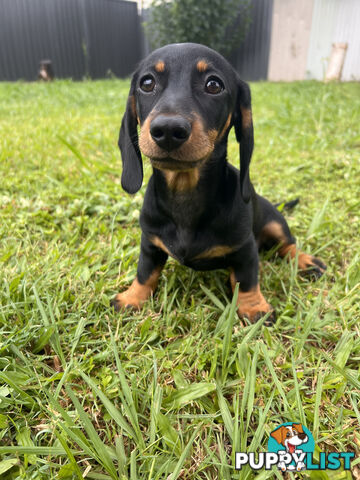 Gorgeous Females Dachshund Ready for a new home