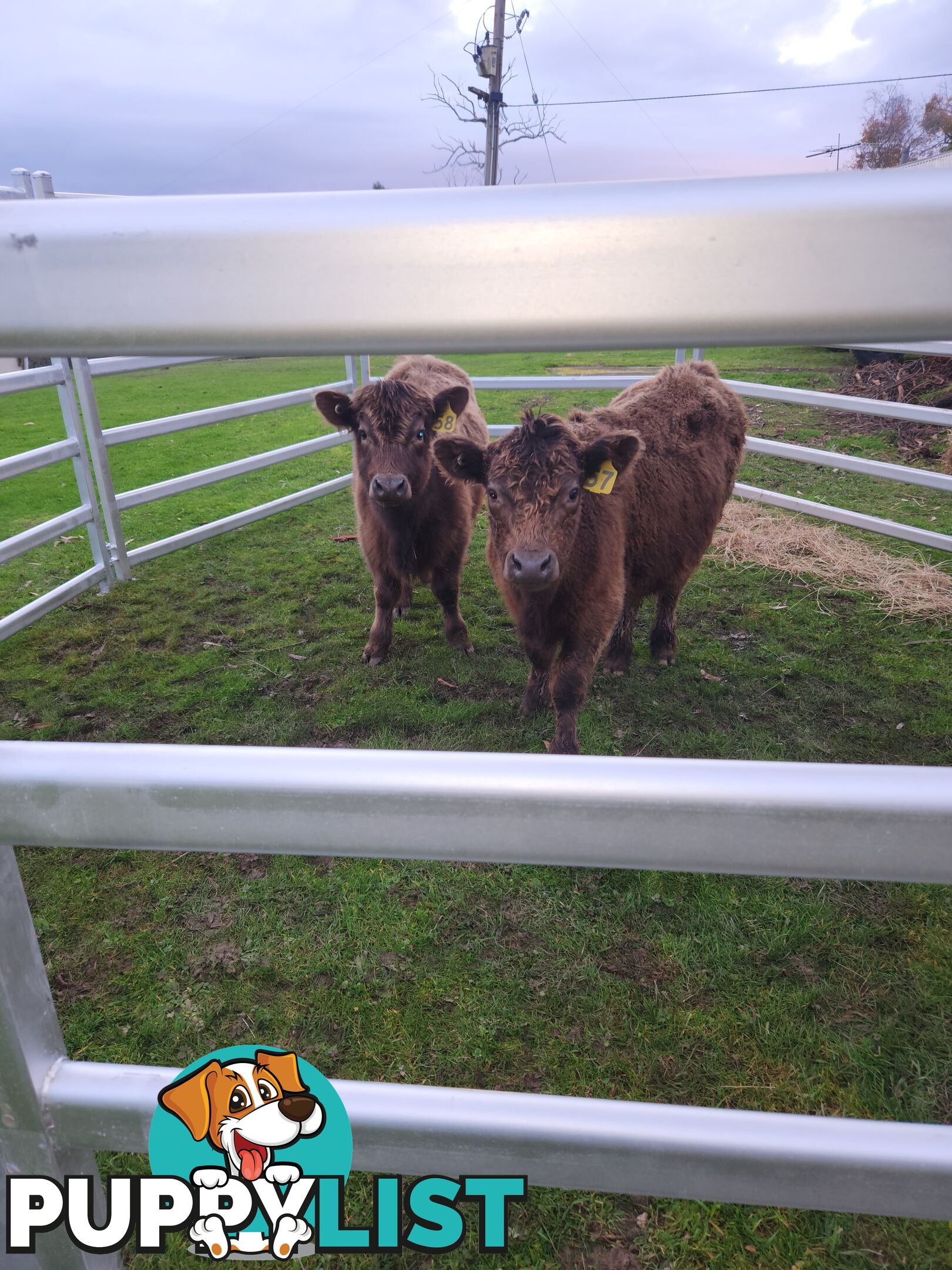 Twin poll highland x angus cows