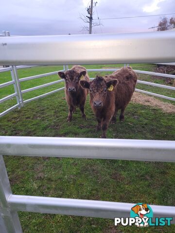 Twin poll highland x angus cows