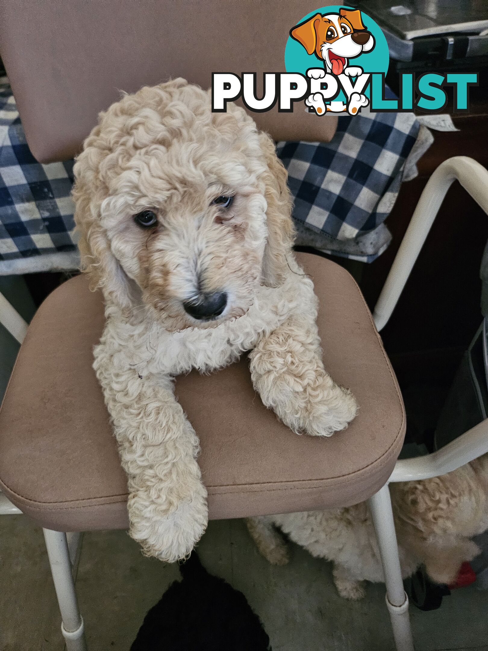 Cavoodle puppies for sale
