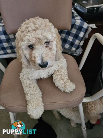 Cavoodle puppies for sale