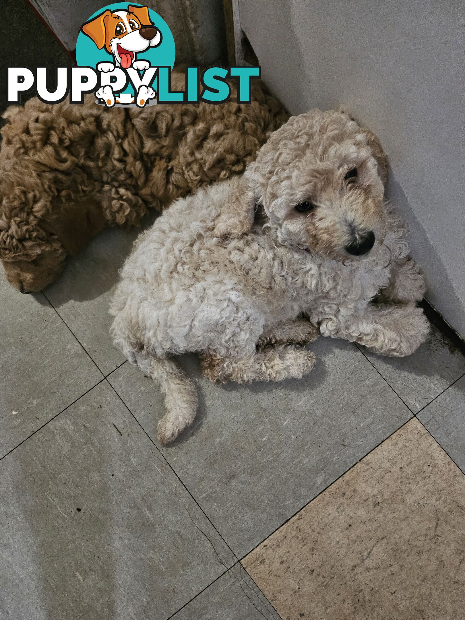Cavoodle puppies for sale