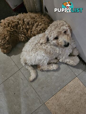 Cavoodle puppies for sale