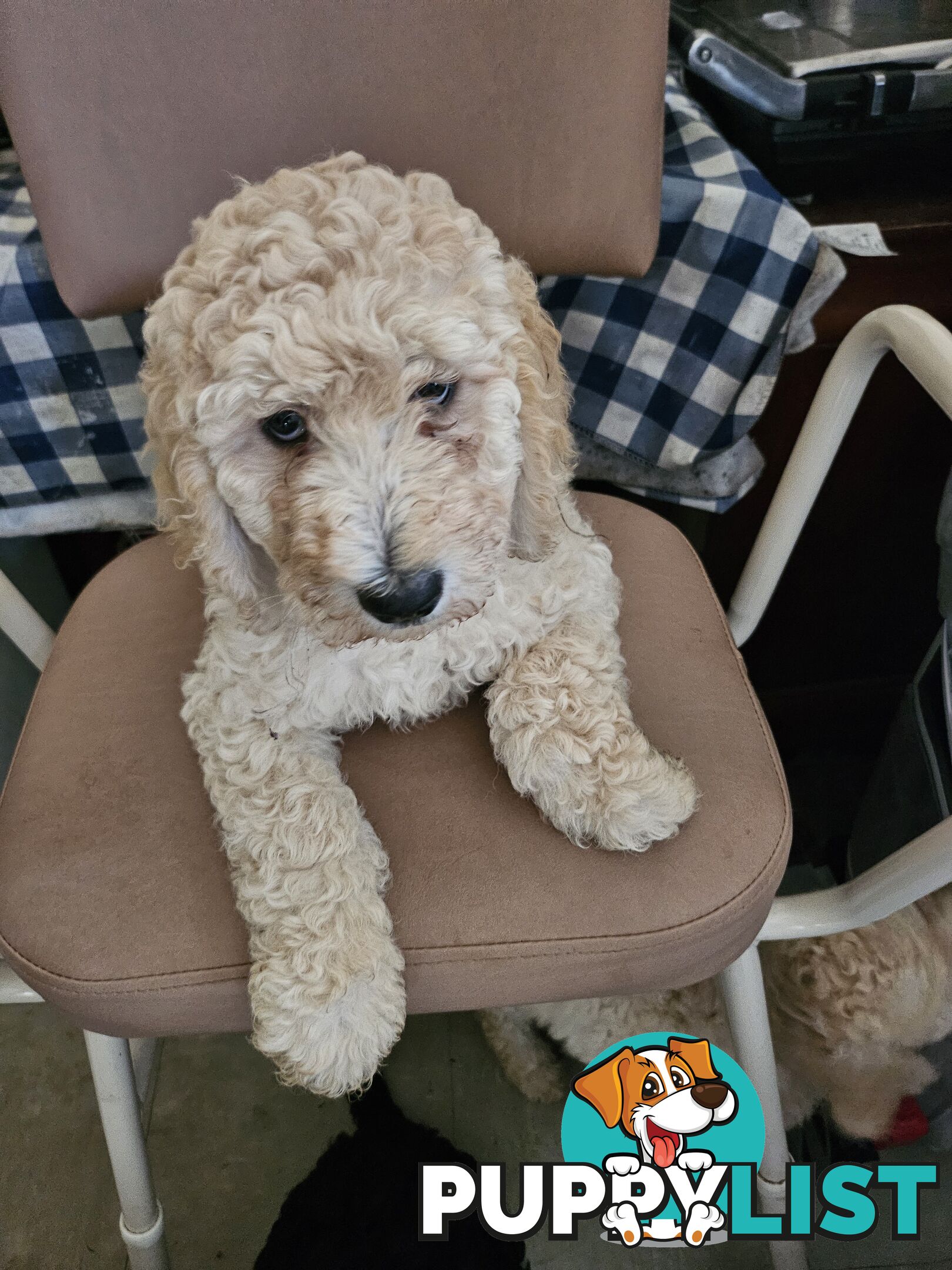 Cavoodle puppies for sale