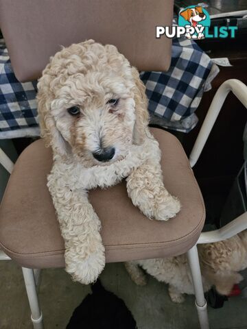 Cavoodle puppies for sale