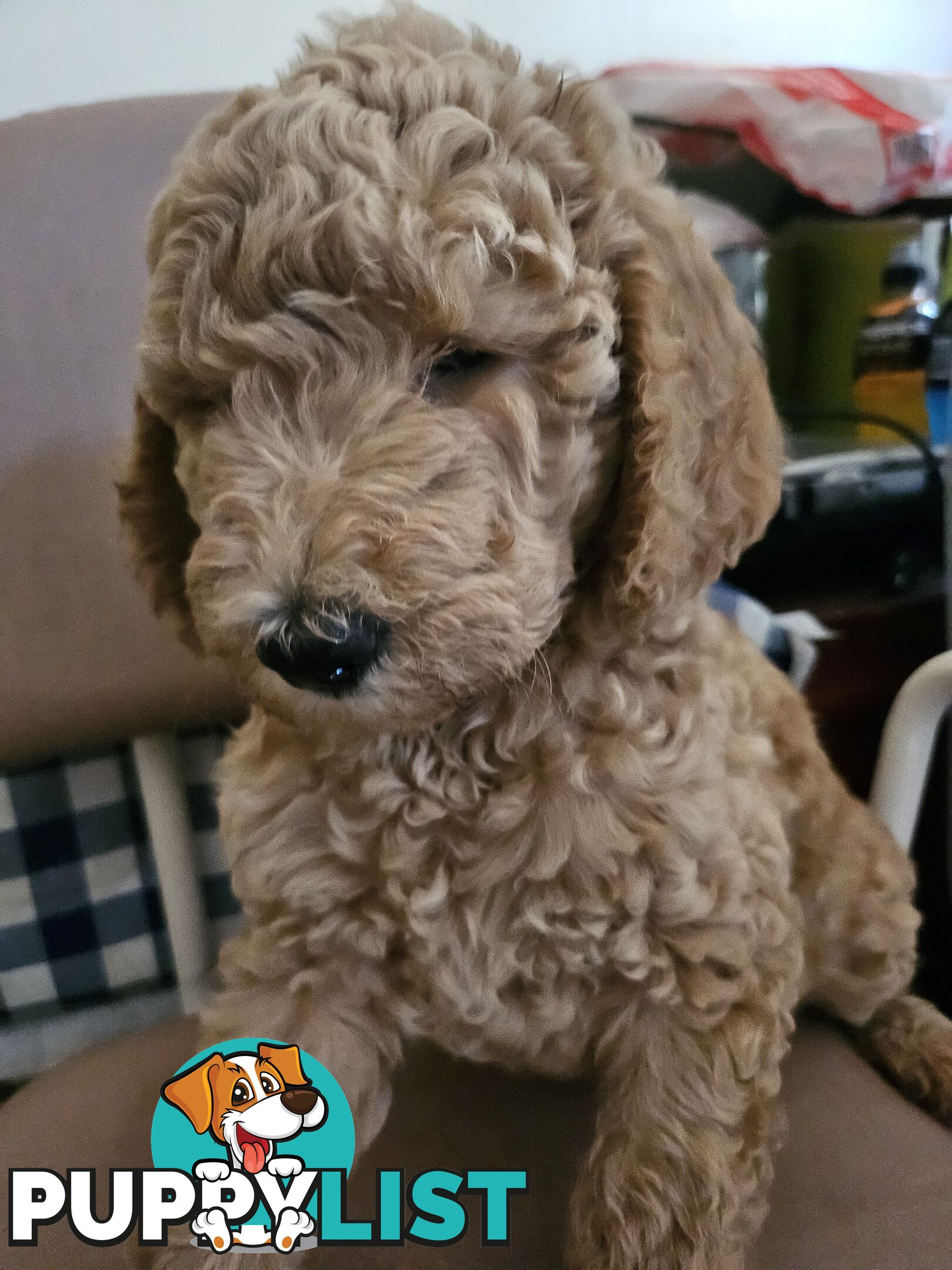 Cavoodle puppies for sale