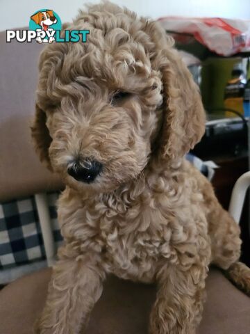 Cavoodle puppies for sale