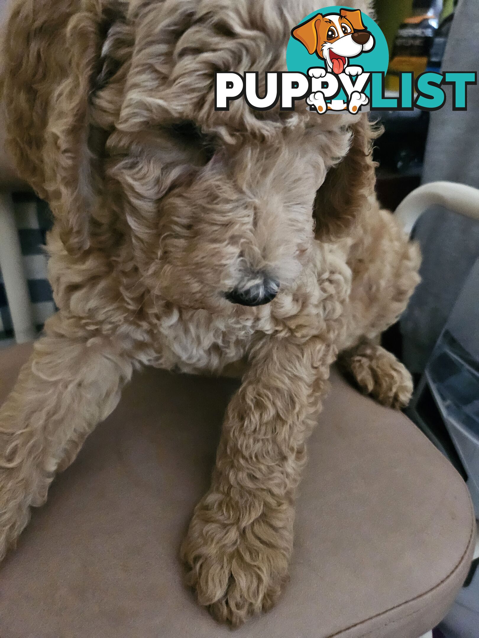 Cavoodle puppies for sale