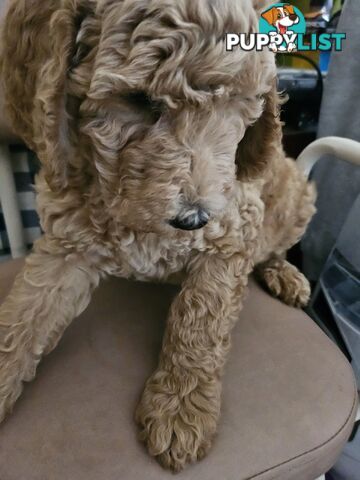 Cavoodle puppies for sale