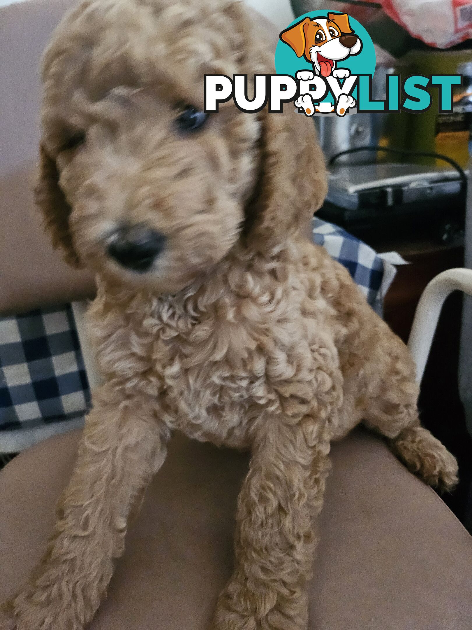 Cavoodle puppies for sale