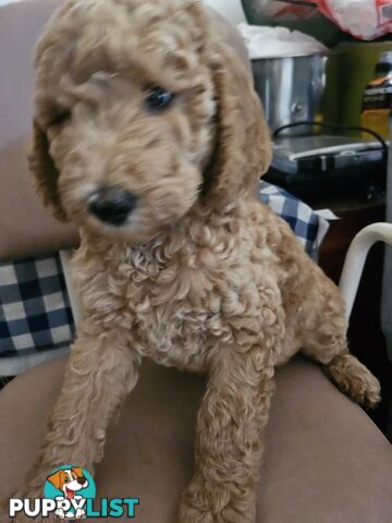 Cavoodle puppies for sale