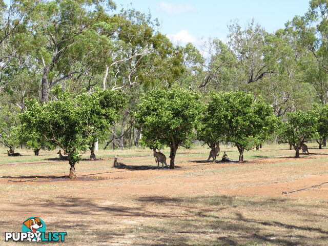 334 Normanby Road Bowen QLD 4805