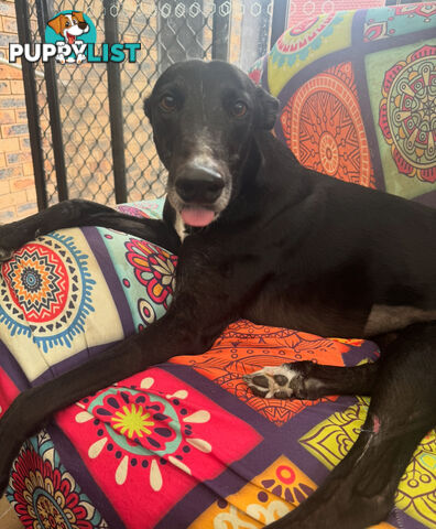 Greyhound- Rocket Free to a good home