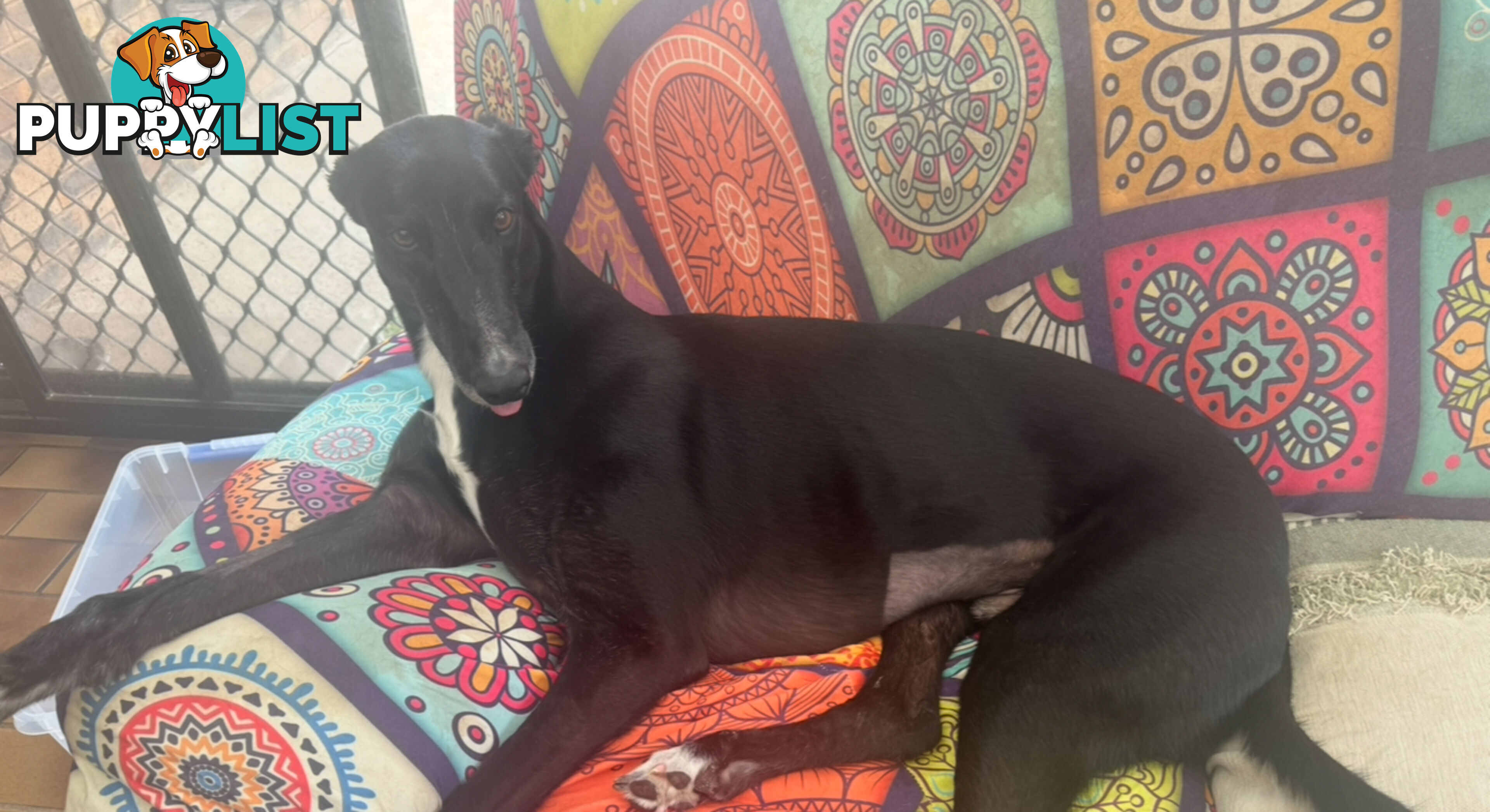 Greyhound- Rocket Free to a good home