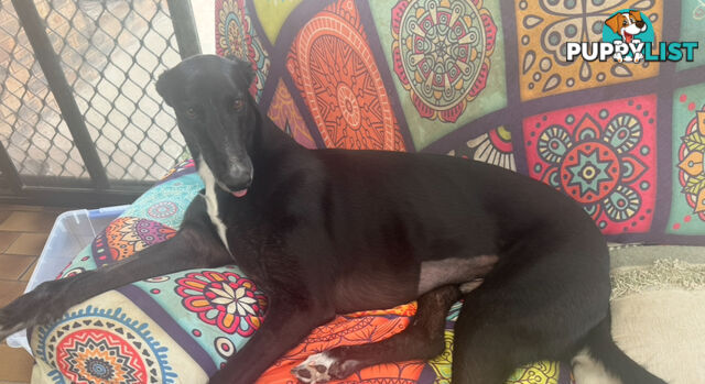 Greyhound- Rocket Free to a good home