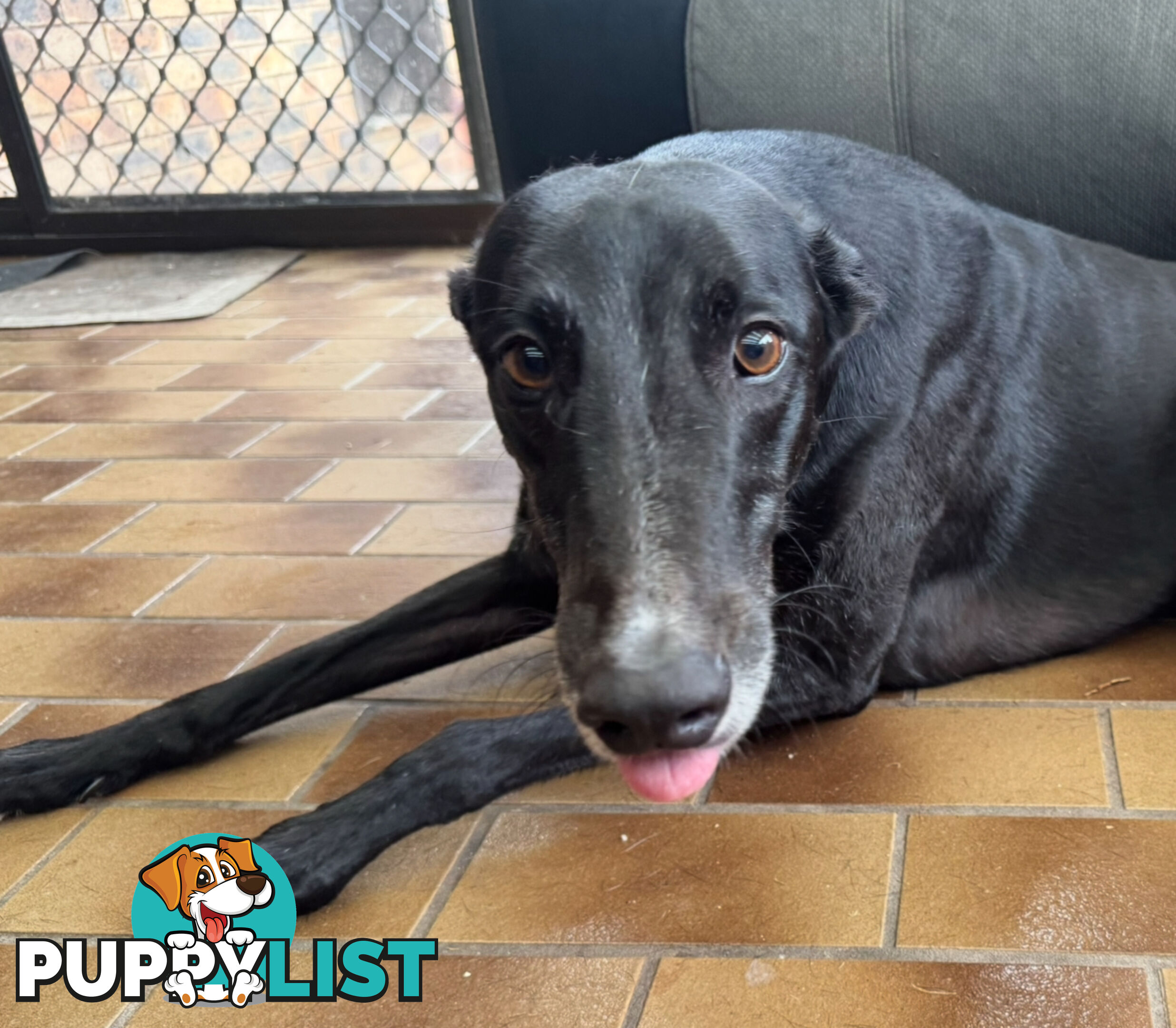 Greyhound- Rocket Free to a good home
