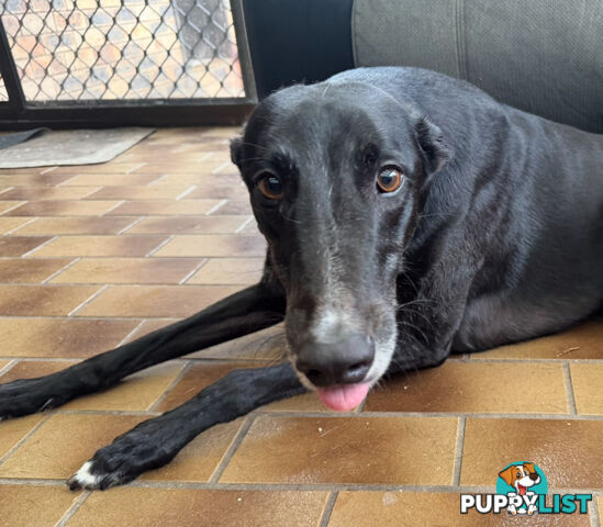 Greyhound- Rocket Free to a good home