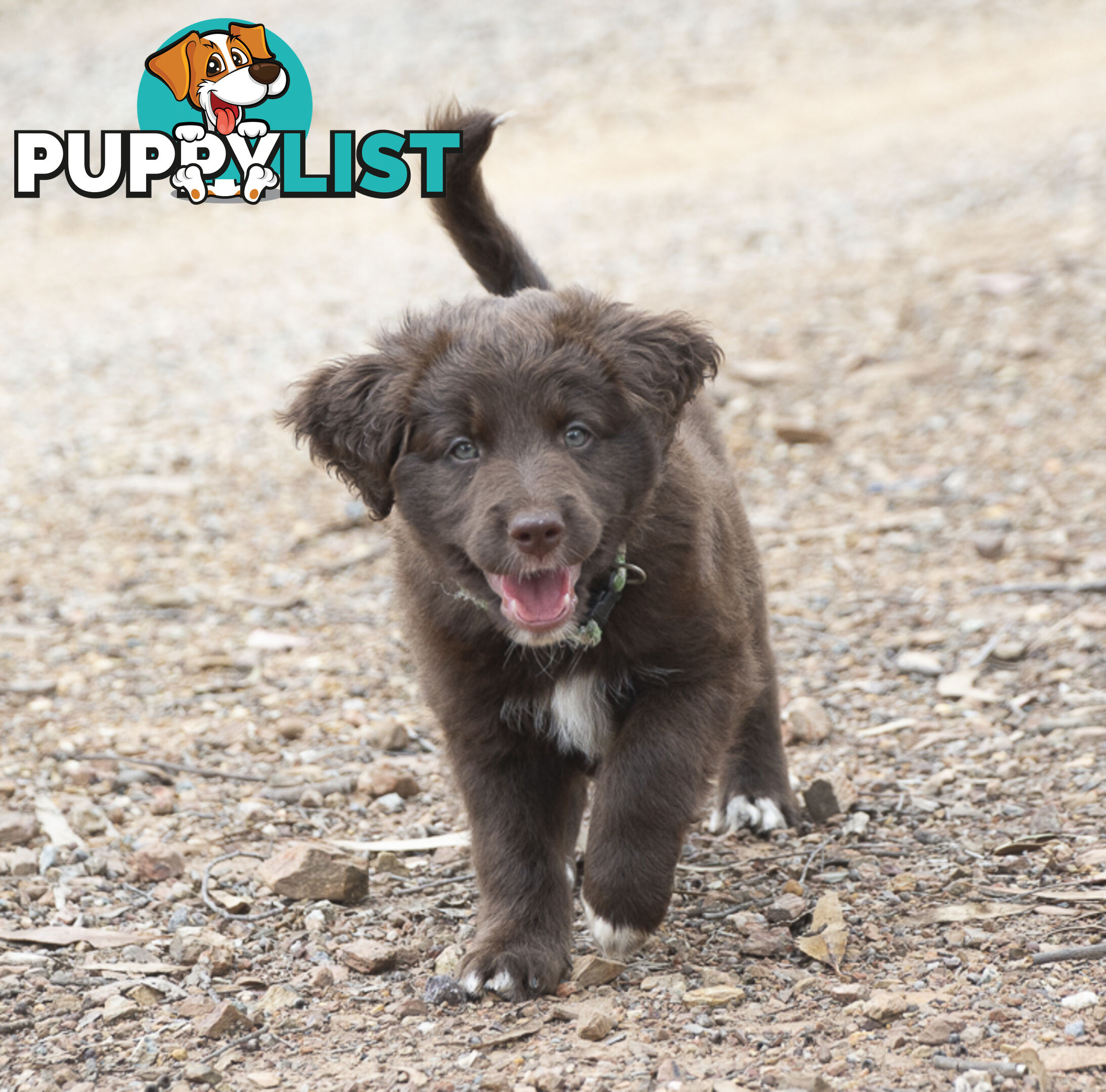 Labradoodle x Bordoodle pups - ready 15 December