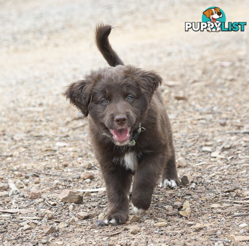 Labradoodle x Bordoodle pups - ready 15 December