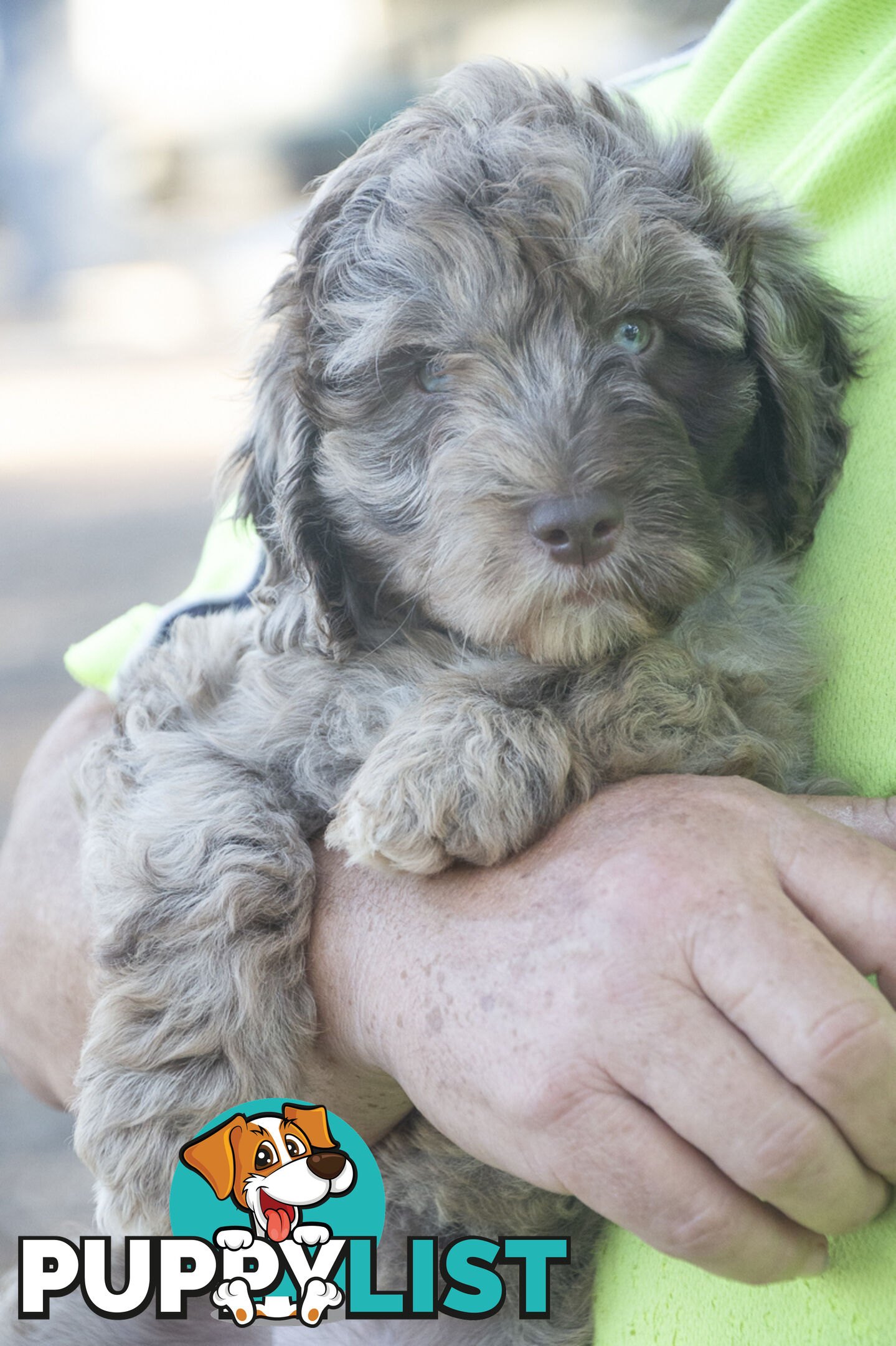 Labradoodle x Bordoodle pups - ready 15 December