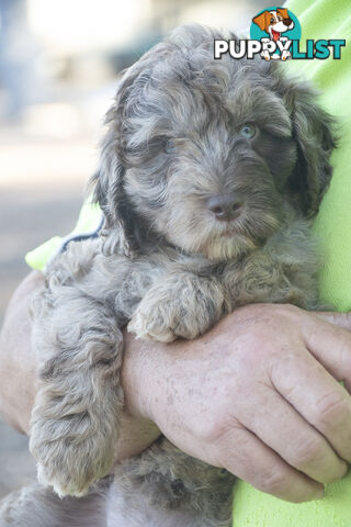 Labradoodle x Bordoodle pups - ready 15 December