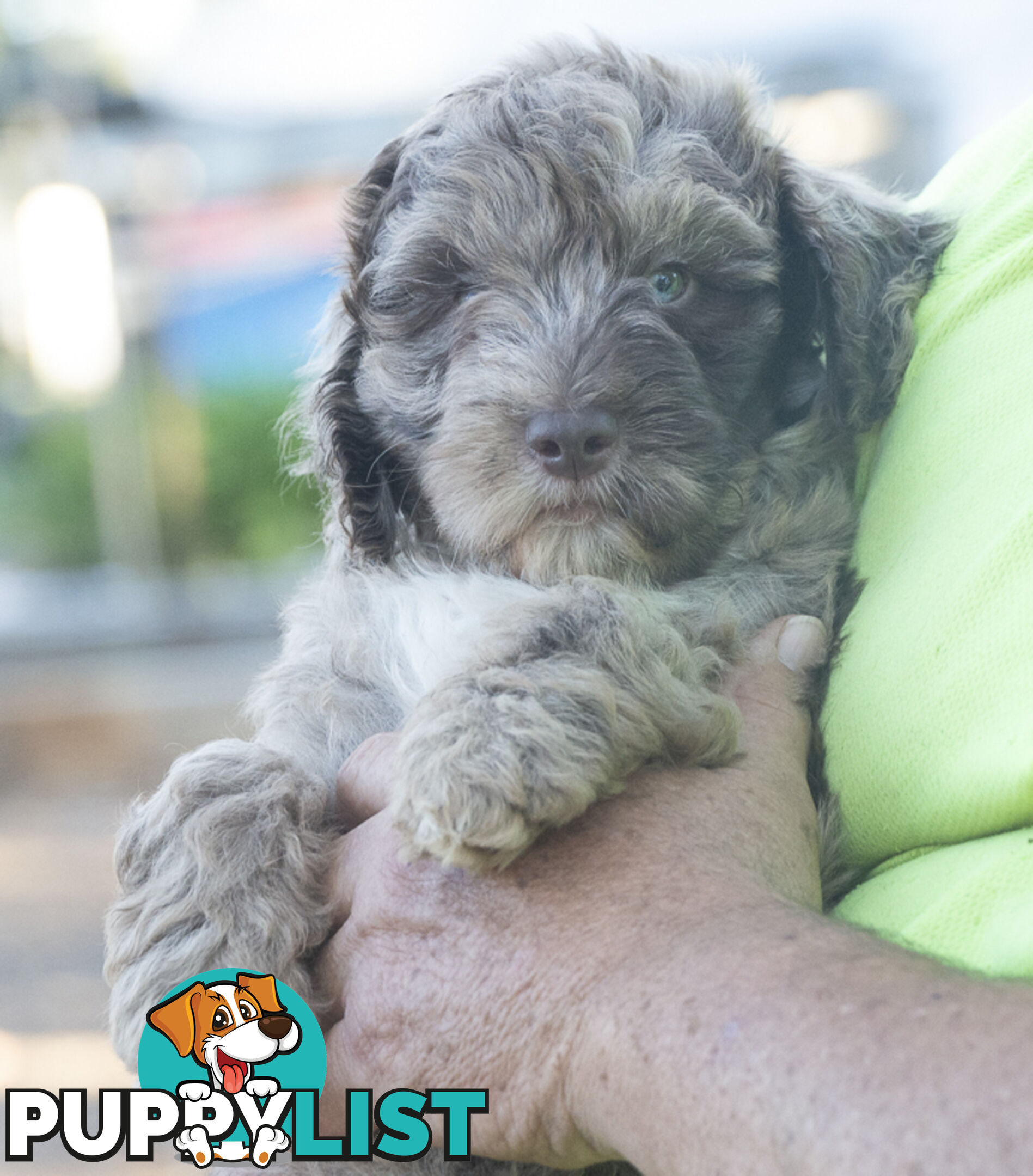 Labradoodle x Bordoodle pups - ready 15 December