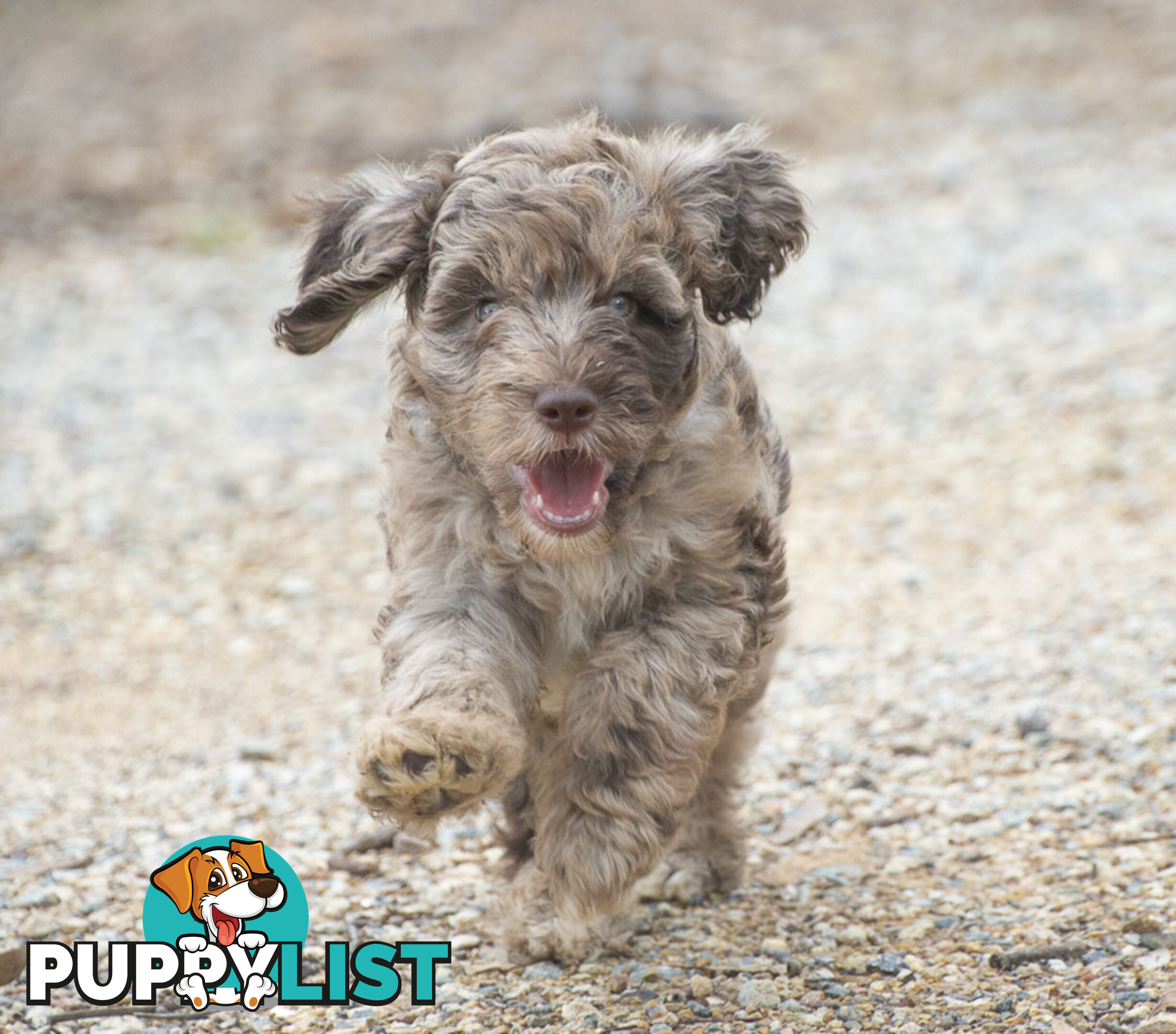 Labradoodle x Bordoodle pups - ready 15 December