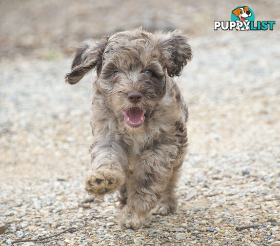 Labradoodle x Bordoodle pups - ready 15 December