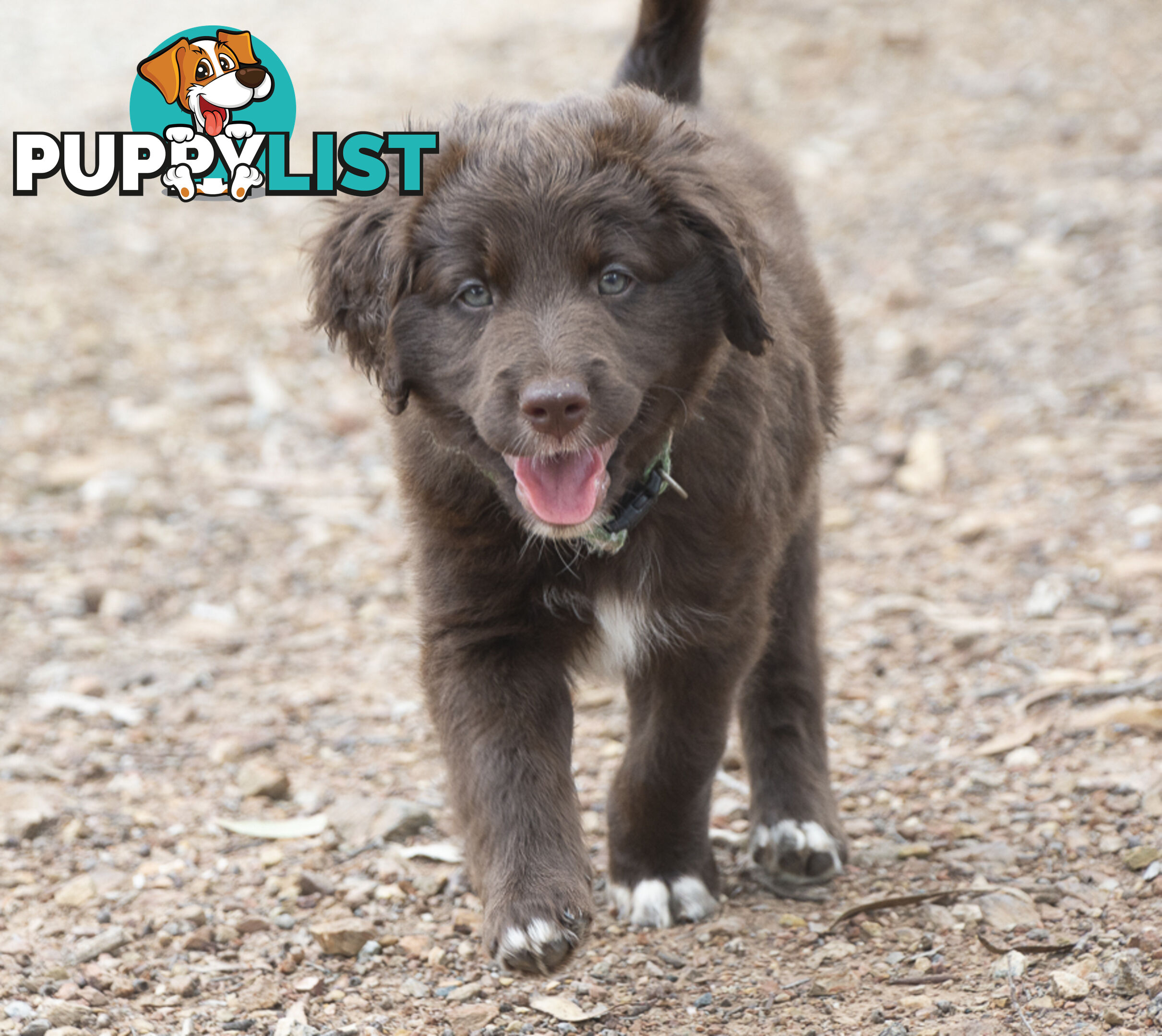 Labradoodle x Bordoodle pups - ready 15 December